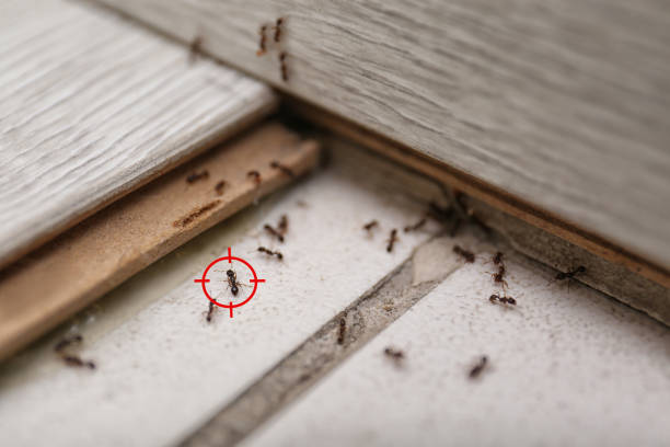 Best Mosquito Control Services  in Tularosa, NM