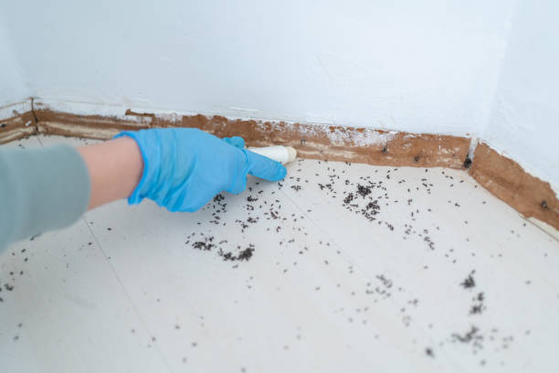 Best Exterminator Services  in Tularosa, NM